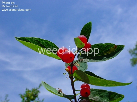 honeysuckle, Tatarian